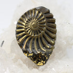 Wechselschließe Ammonit mit Blattgold