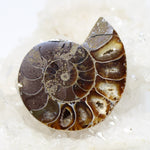 Wechselschließe Ammonit
