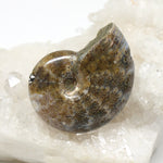 Wechselschließe Ammonit