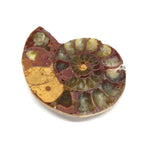 Wechselschließe Ammonit braun