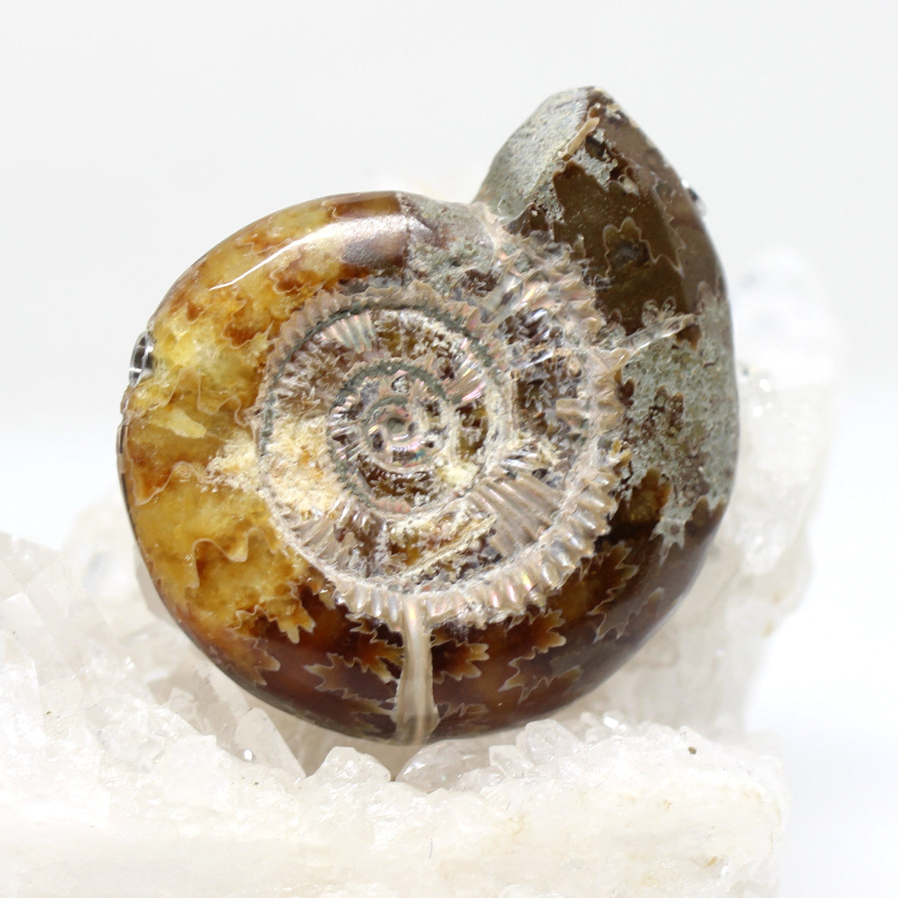 Wechselschließe Ammonit