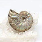 Wechselschließe Ammonit Regenbogen