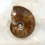 Wechselschließe Ammonit opalisierend