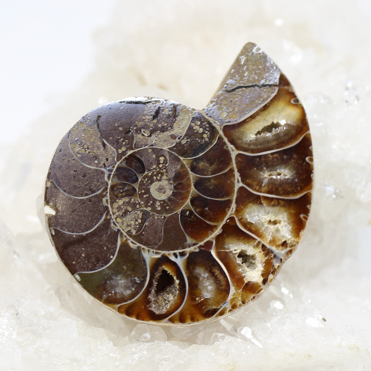 Wechselschließe Ammonit