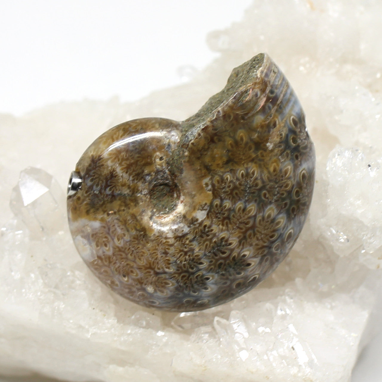 Wechselschließe Ammonit