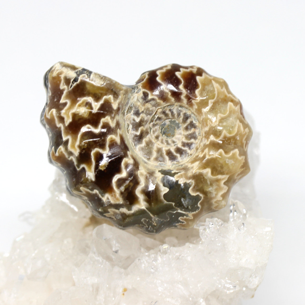 Wechselschließe Ammonit Nautilus
