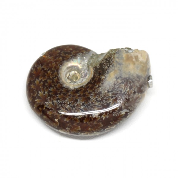 Wechselschließe Ammonit opalisierend