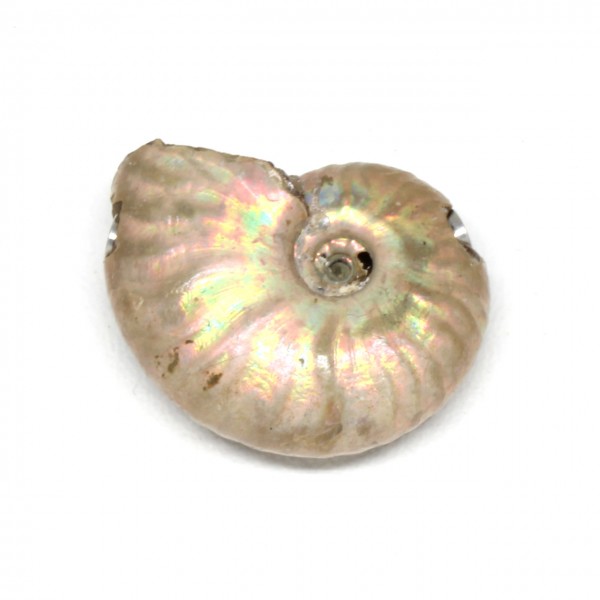 Wechselschließe Ammonit Regenbogen klein