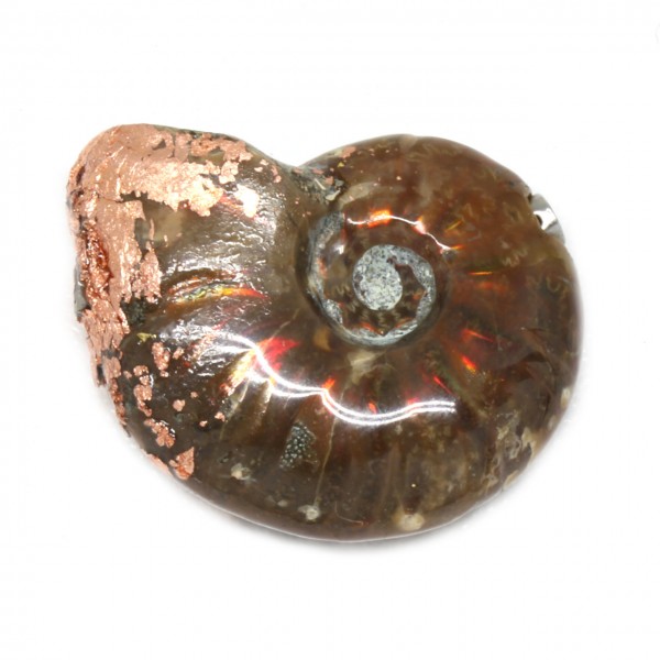 Wechselschließe Ammonit mit Kupfer