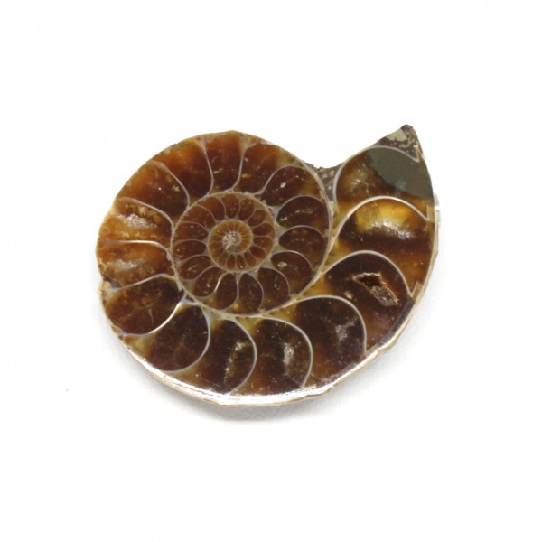 Wechselschließe Ammonit braun