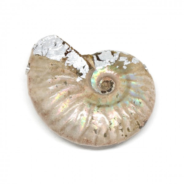 Wechselschließe Ammonit mit Blattsilber