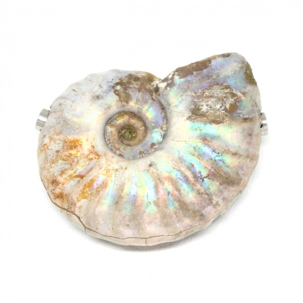 Wechselschließe Ammonit Regenbogen